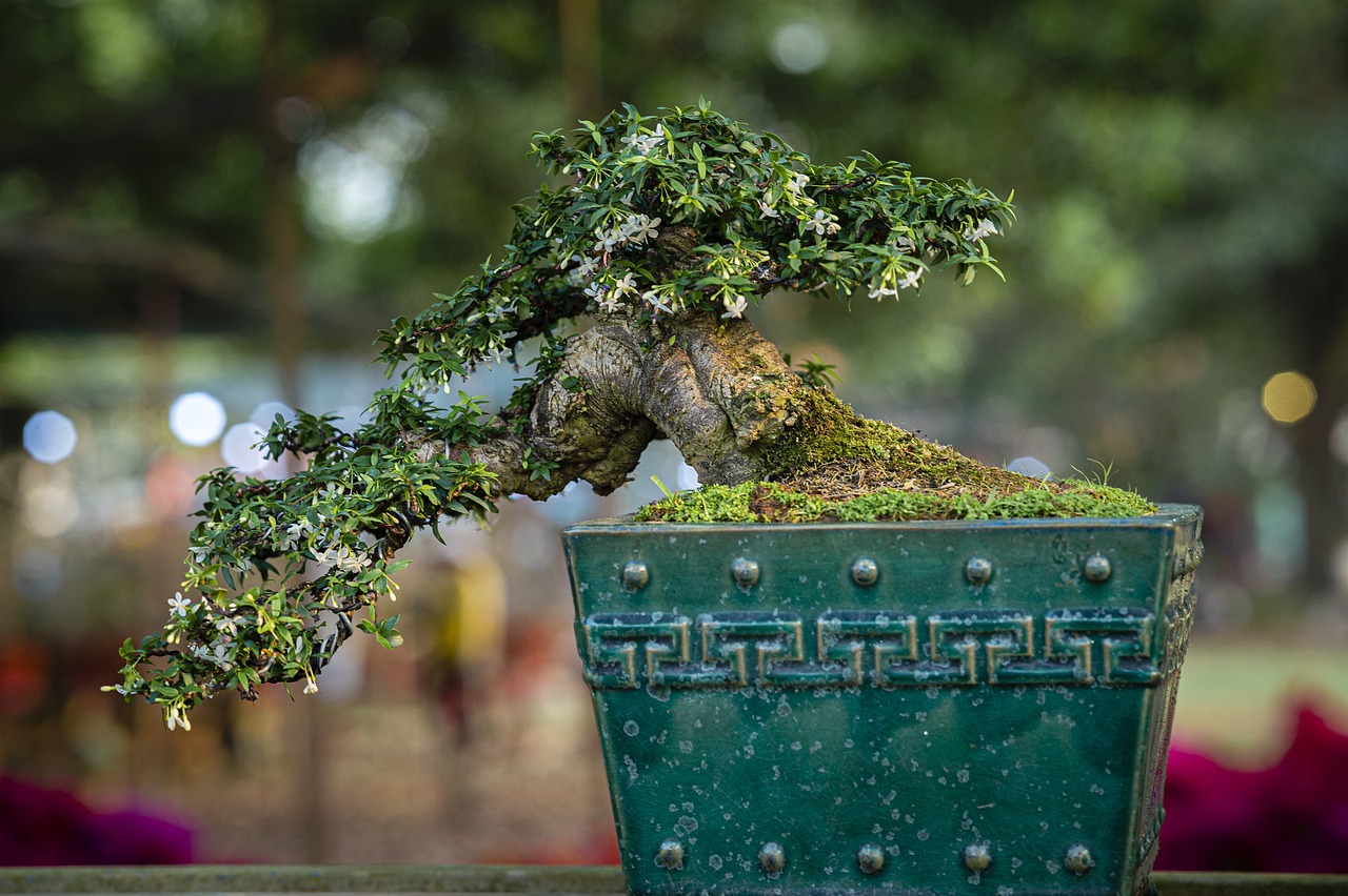 doniczki do drzewka bonsai