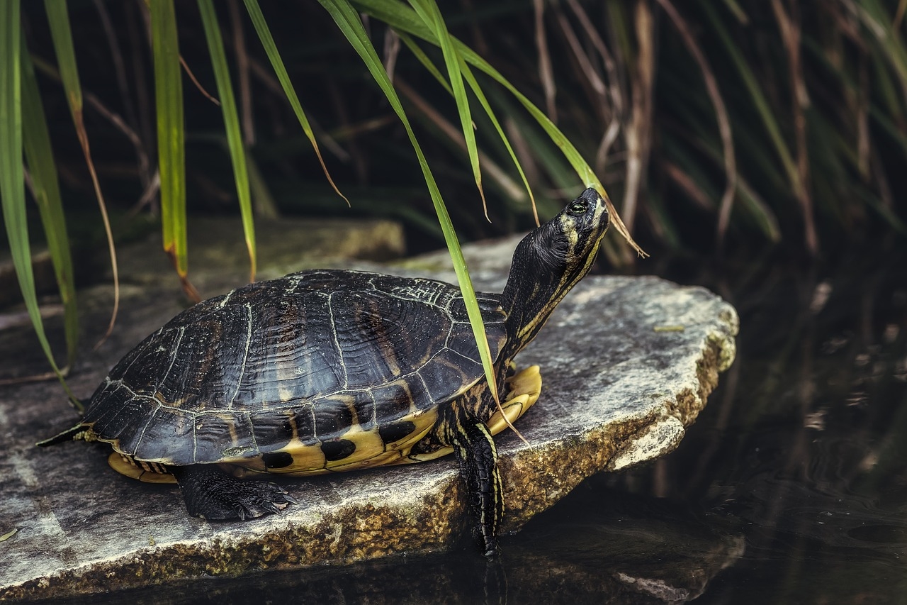 terrarium dla żółwia lądowego